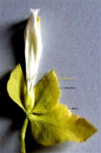  Flower with Bract and 2 Bracteoles